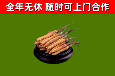 永和县烟酒回收冬虫夏草.jpg
